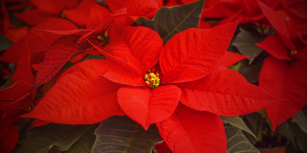 12.25_Symbols of Christmas_600x300